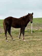 Polnisches Kaltblutfohlen  veredelt mit Appaloosa