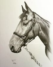 Pet and wildlife portraits Art by Naomi Hawkins Pet, wildlife and equine artist and all others in between