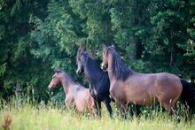 Stallfee für meine drei Araber in Ampfing (Bayern) gesucht.