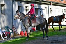 Leistungsstarker Distanz- und Rennaraber sucht neuen Partner