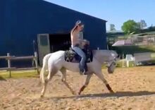 Wunderbare 5 jährige ApHC Stute