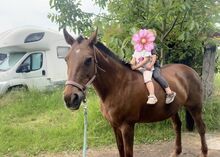 Traumhafte ex polo pony stute