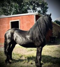 Stunning Friesian Horses Gelding