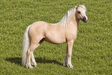Wunderschöner Welsh Pony Wallach - 9 Jährig