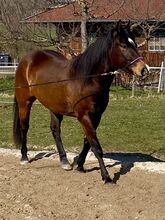 Eyecatcher! Bildschöner Quarterhorse Wallach