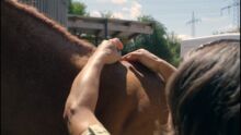Praxis für traditionelle chin. Medizin - Akupunktur für Pferde