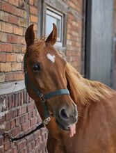 PRE, Conjunto Mestizo, kleine Spanierin