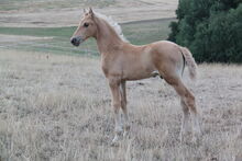 PRE Palomino Hengstfohlen, 164 cm