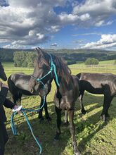 Prämierter Jährling Hengst KFPS