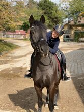 Prestige Lucky Dressage Sattel Prestige Lucky Dressage