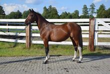 Hübsche 2j. Braunschecke Stute