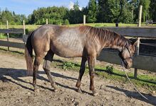 bildhübsches Herzenspferd (Quarter Horse) in Smoky Blue Roan abzugeben