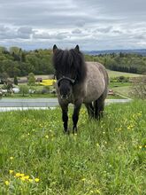 Hübscher Pony-Mix für reiterfahrene Kinder zu verkaufen