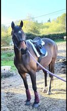 PROJECT/BROODMARE