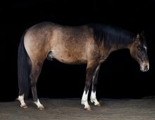 Vielversprechender Quarter Horse Junghengst in dunskin