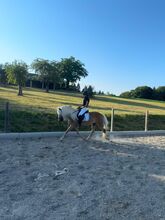 Wunderschöner 5 jäh. Haflinger Wallach 1,54m groß
