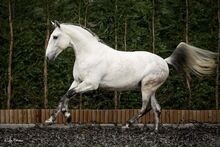 PSL Wallach - Showerfahren - Garrocha - Hohe Schule - 1.65 m