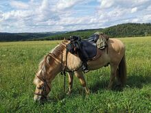 PURE DELIGHT - der universelle Wanderreitsattel von MY-Sattel MY-Sattel Manufaktur PURE DELIGHT