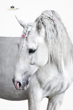 Puskas de Susaeta, PRE Pura Raza Espanola, Hengst, 14 Jahre, Schimmel