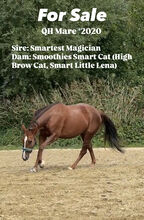 QH Stute Cutting-Cowhorse High Brow Cat