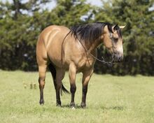 Quarter Horse Buckskin Gelding 15 Hands