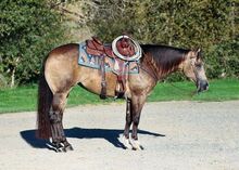 Quarter Horse Dappled Buckskin Mare 15 Hands