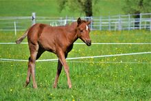 Quarter Horse Dunkelfuchs-Stutfohlen sucht ihren Herzensmenschen