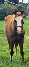 Quarter Horse Hengst ** Jaba Oak/Electric Code **