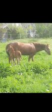 Quarterhorse Stute 2014
