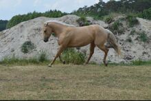 Quarter Horse Stute tragend