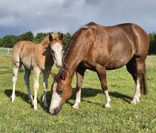 Quarter Horse Stute von 2013. Chestnut Rabicano, in Foal für 2026