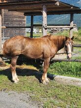 Quater Horse Wallach