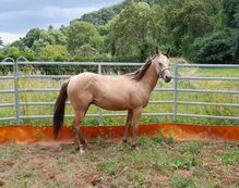 Quarter Horse Wallach