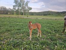 Quarter Horse Stute