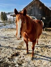Quarter Horse Stute sucht Bestplatz als Beistellpferd