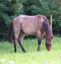 Quarter Horse  Wallach,    2 jähriger in Bay Roan