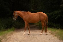 Quarter Horse Youngster sucht sein Für-immer-Zuhause
