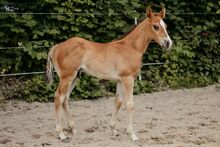 Ein Quarter Horse Youngster zum Verlieben