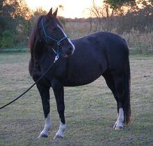 Quarter Pony Stute, 6 Jahre, western geritten, mit Papieren