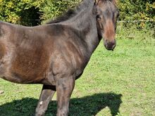 Quarterhorse Absetzter