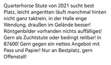 Quarterhorse Stute mit kleinem Handycap