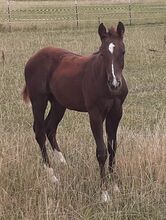 Quarterhorse, Quarter Horse Hengstfohlen,Reining, Farbe dunkel chestnut rabicano