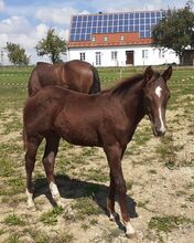 Quarterhorse, Quarter Horse Hengstfohlen,Reining, Farbe dunkel chestnut rabicano