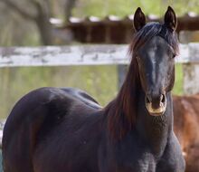 Quarterhorse Stute von 2025 aus Woodys Footprint