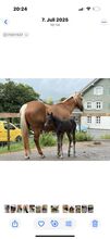 Quarterhorse stute