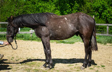 Quarterhorse Wallach angeritten