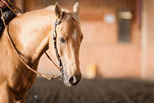 Quaterhorse Wallach abzugeben