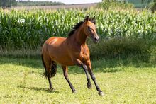 Quira de la Merced - PRE, Stute, 8 Jahre, Braun