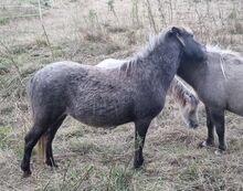 Seltene Smoky Black Tiger Jungstute Partbred Shetlandpony
