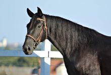 RARITÄT - schwarze reinrassige LIPIZZANERSTUTE